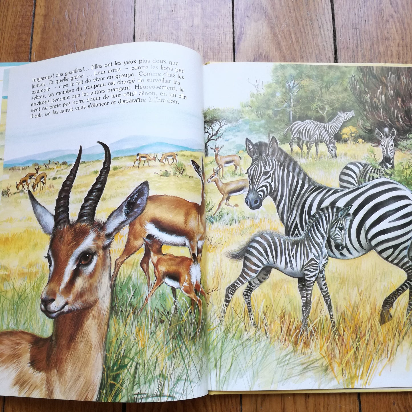 Livre jeunesse La ronde des animaux Hemma