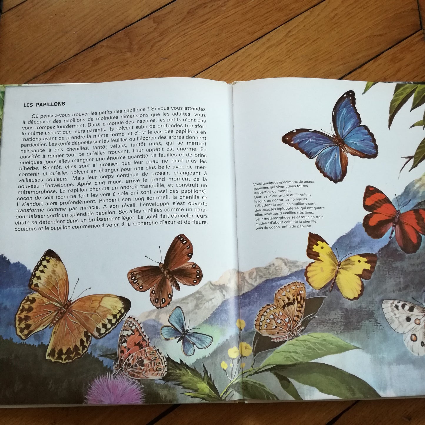 Livre jeunesse Les petits des... Touret