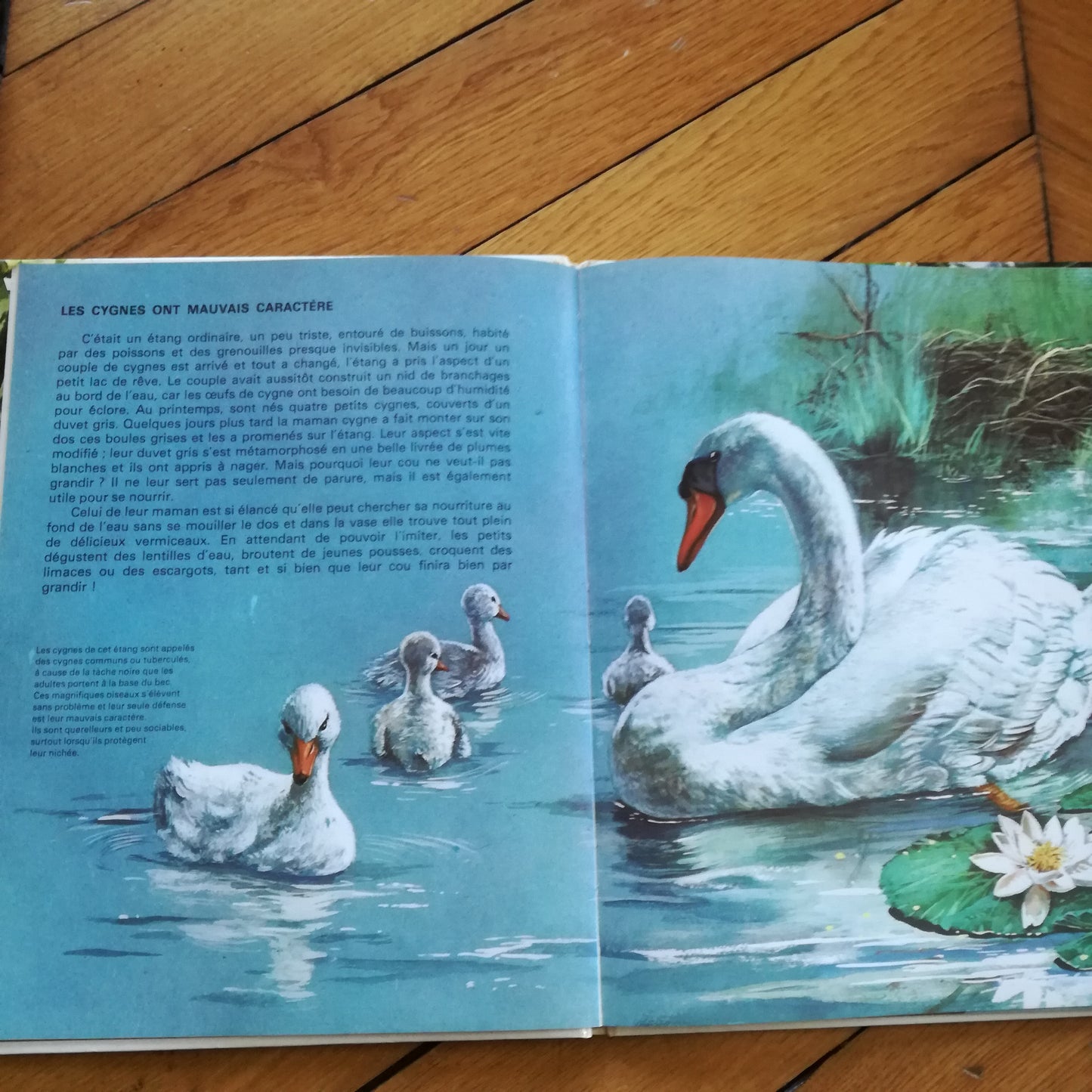 Livre jeunesse Les petits des... Touret