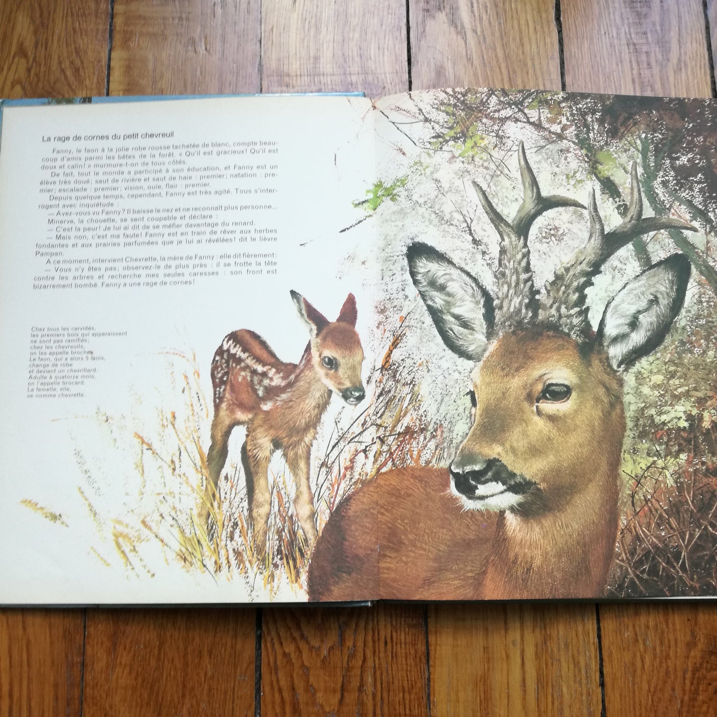 Livre jeunesse Bébés animaux des 5 continents Odège