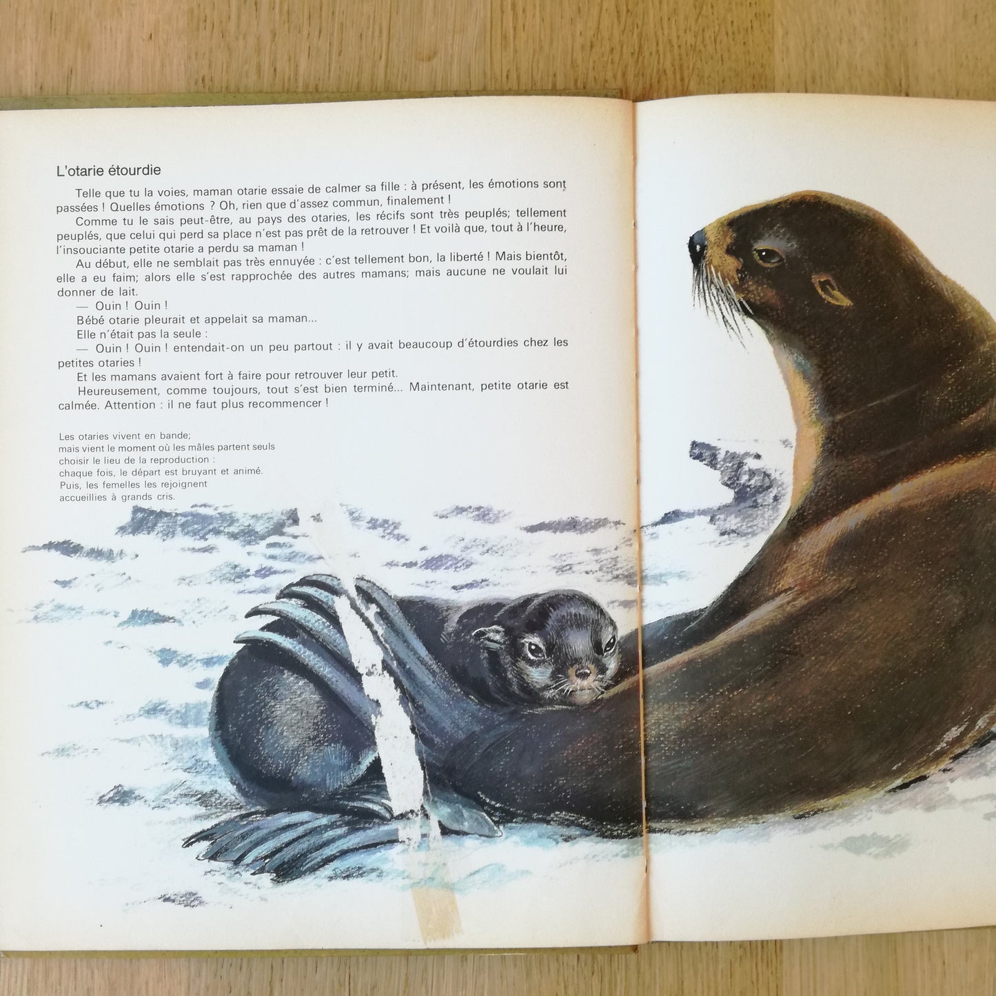 Livre jeunesse Bébés animaux des 5 continents Odège