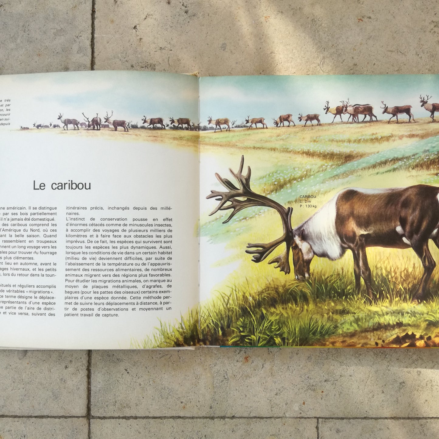Livre jeunesse Les animaux du monde entier Deux Coqs d'Or