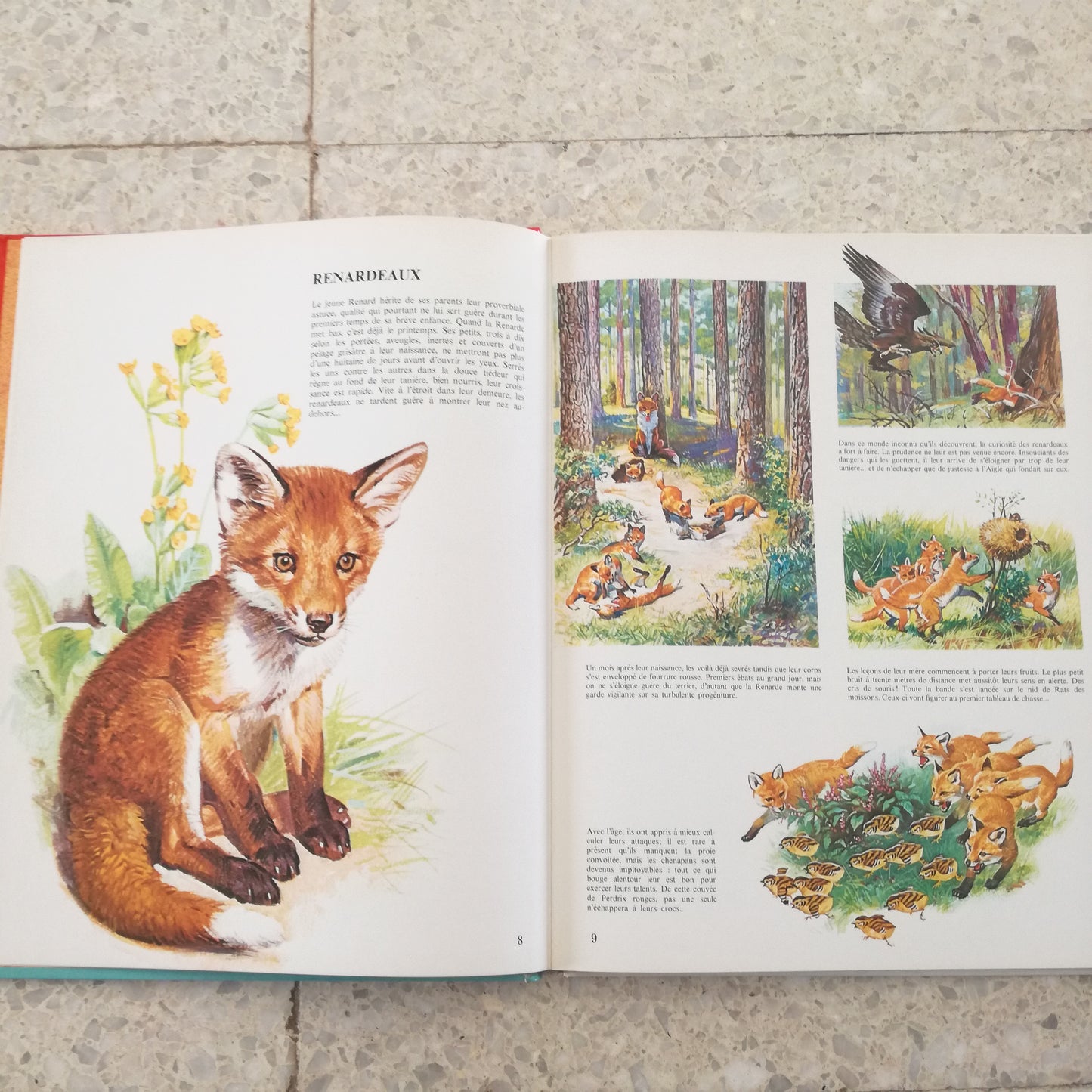 Livre jeunesse La vie privée des animaux Hachette