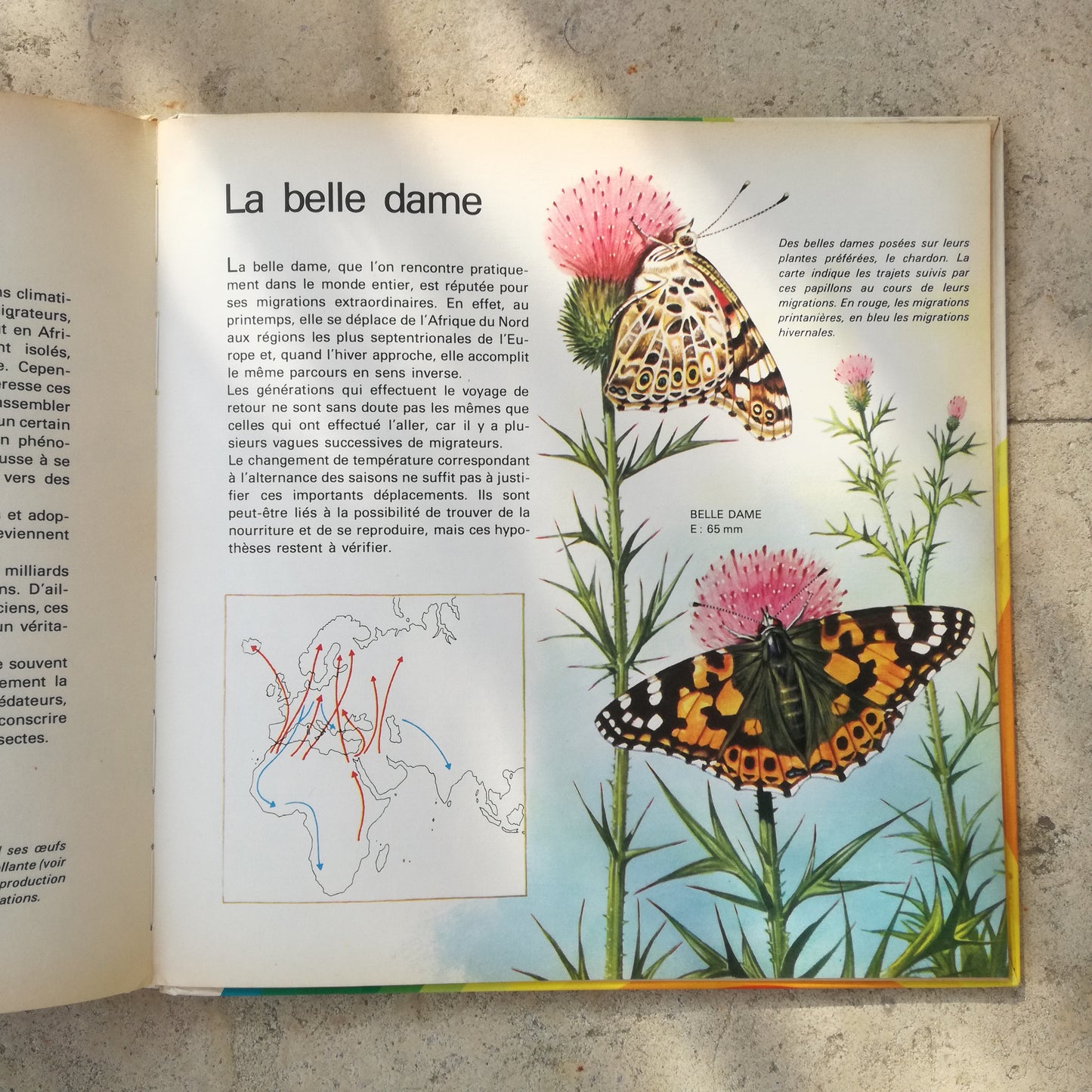 Livre jeunesse Les animaux du monde entier Deux Coqs d'Or