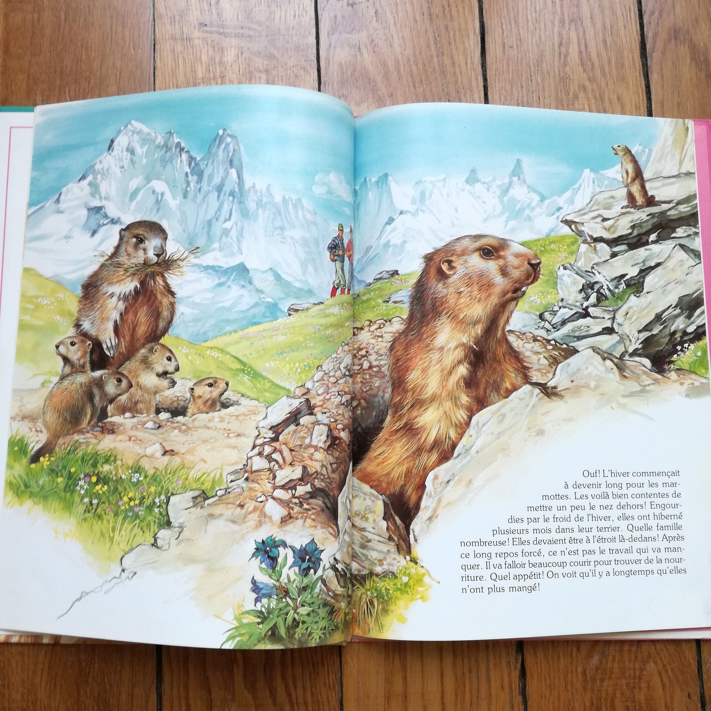 Livre jeunesse La ronde des animaux Hemma