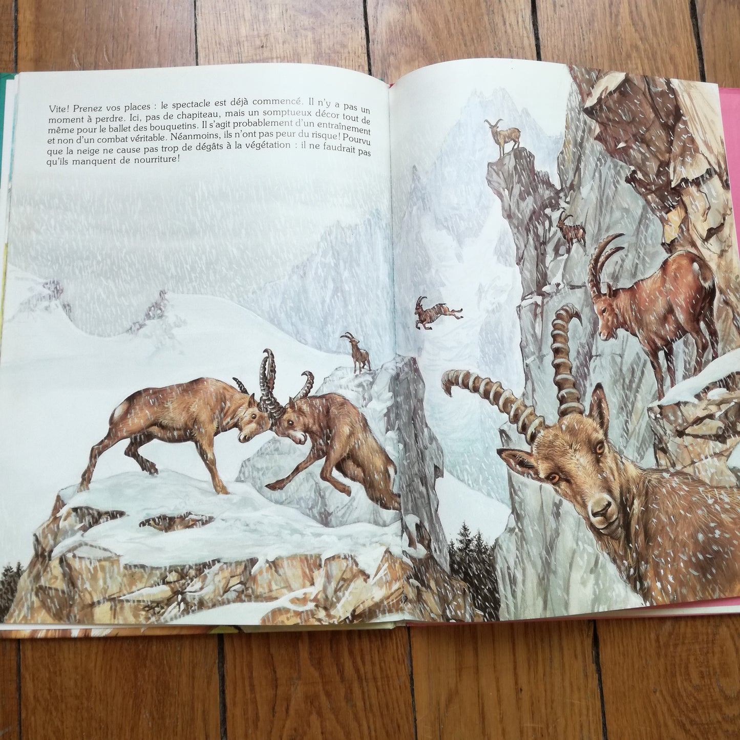 Livre jeunesse La ronde des animaux Hemma
