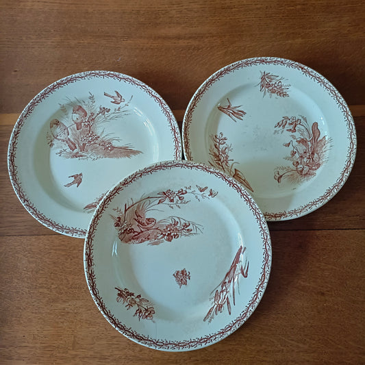 Assiette - grande plate  Compagnie Franco-Anglaise