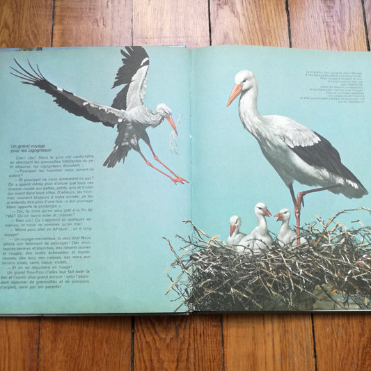 Livre jeunesse Bébés animaux des 5 continents Odège