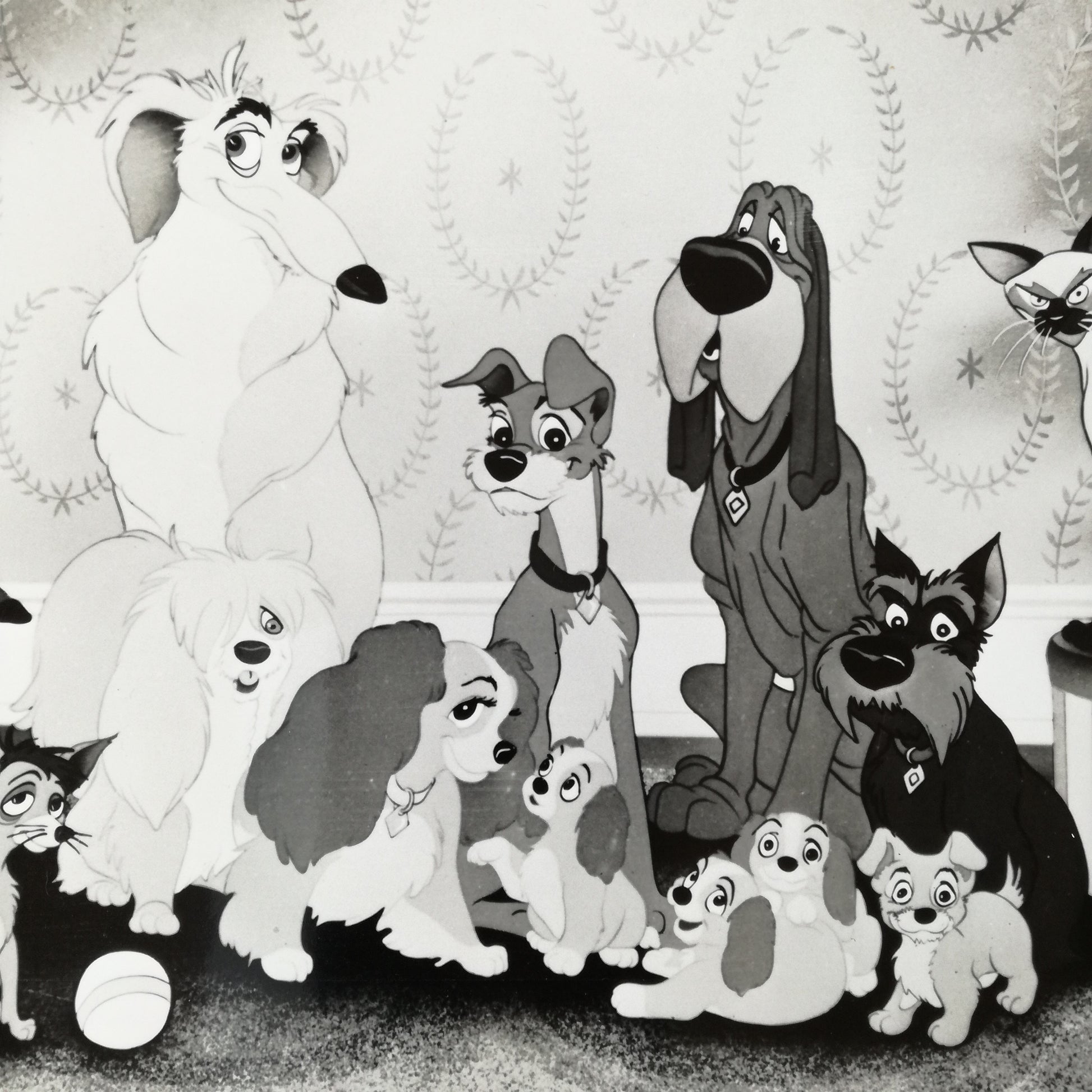 Photographie  Walt Disney