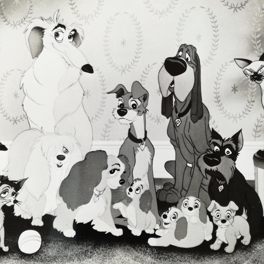 Photographie  Walt Disney