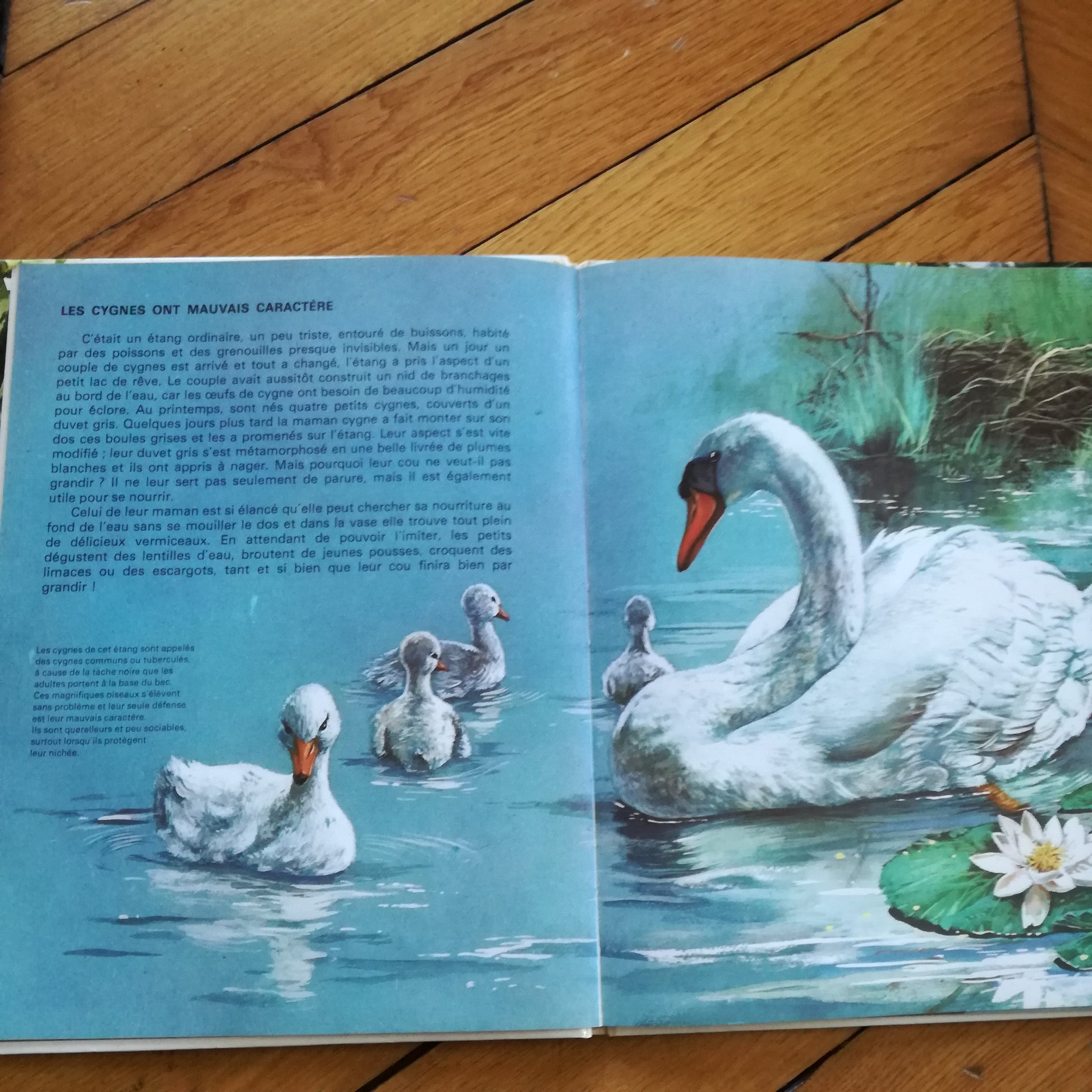 Livre jeunesse Les petits des... Touret