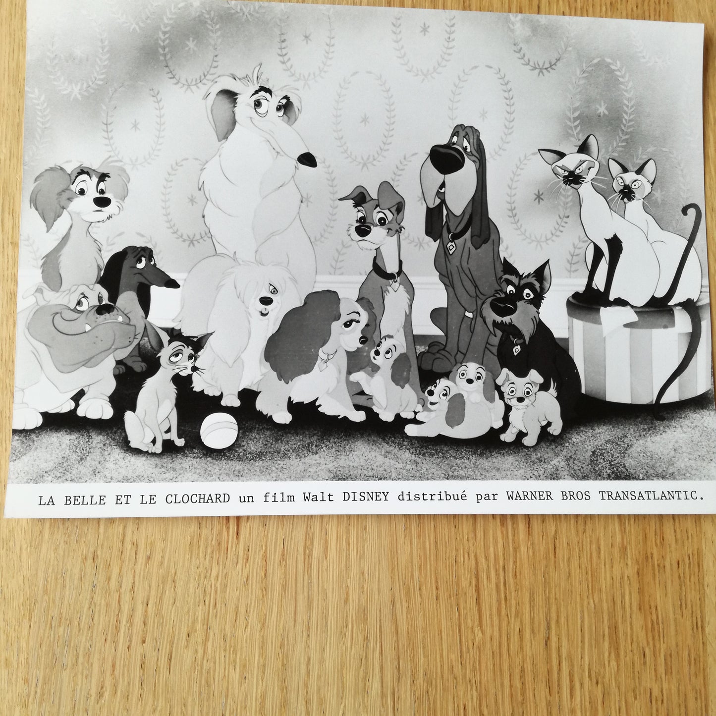 Photographie  Walt Disney