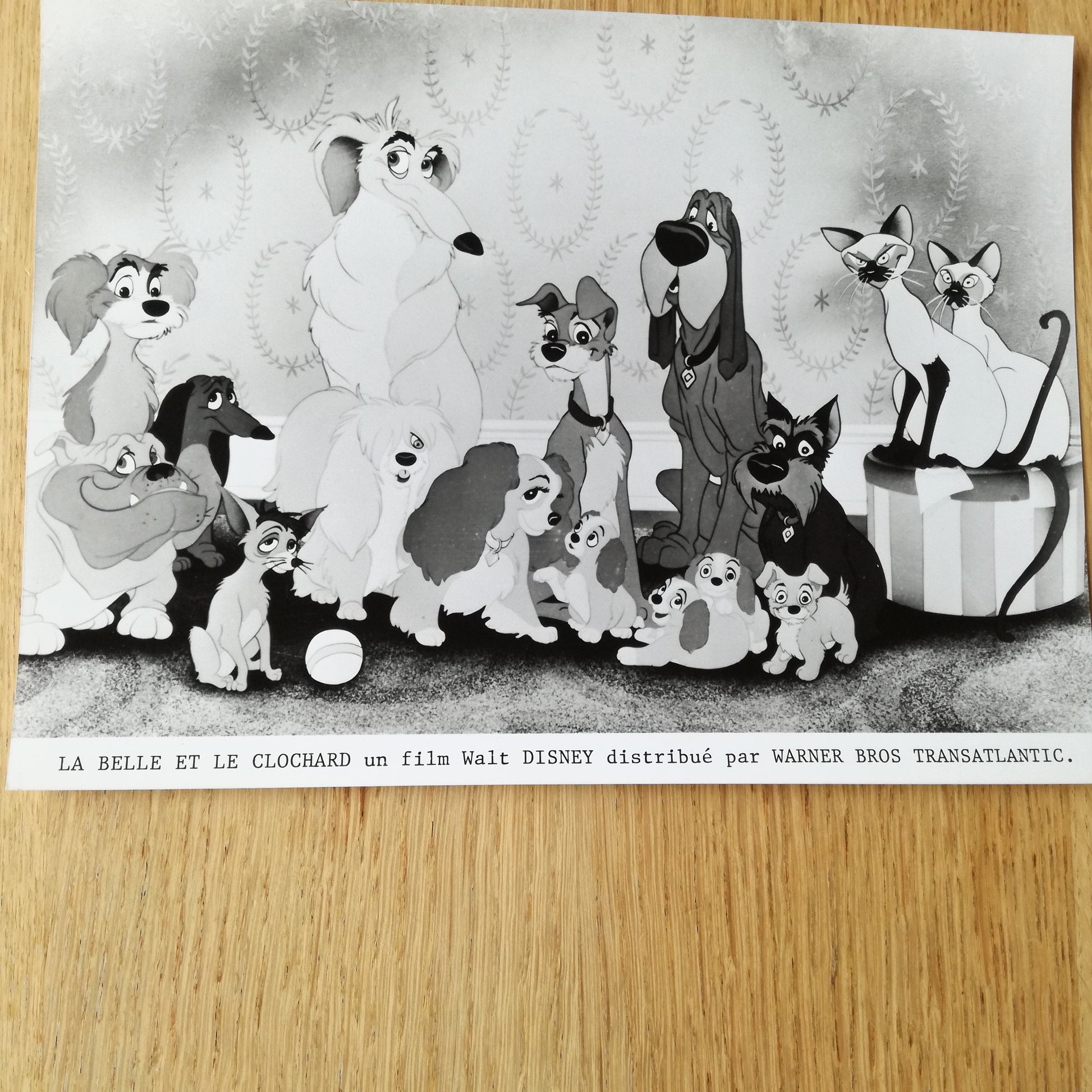 Photographie  Walt Disney