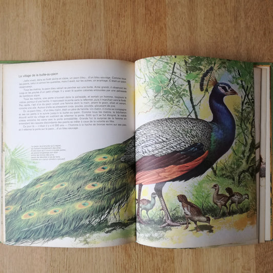 Livre jeunesse Bébés animaux des 5 continents Odège