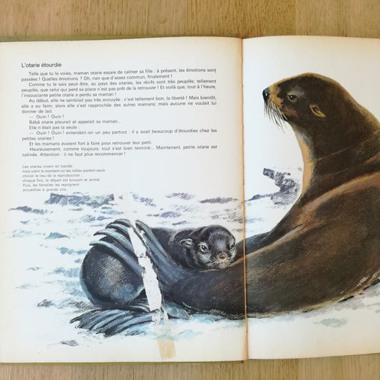 Livre jeunesse Bébés animaux des 5 continents Odège
