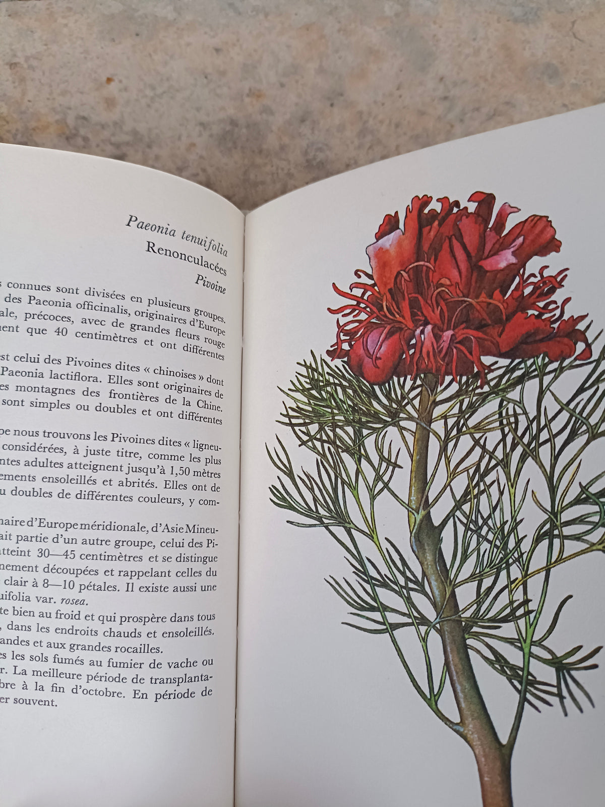Atlas illustré "Plantes de rocailles", Gründ, 1970