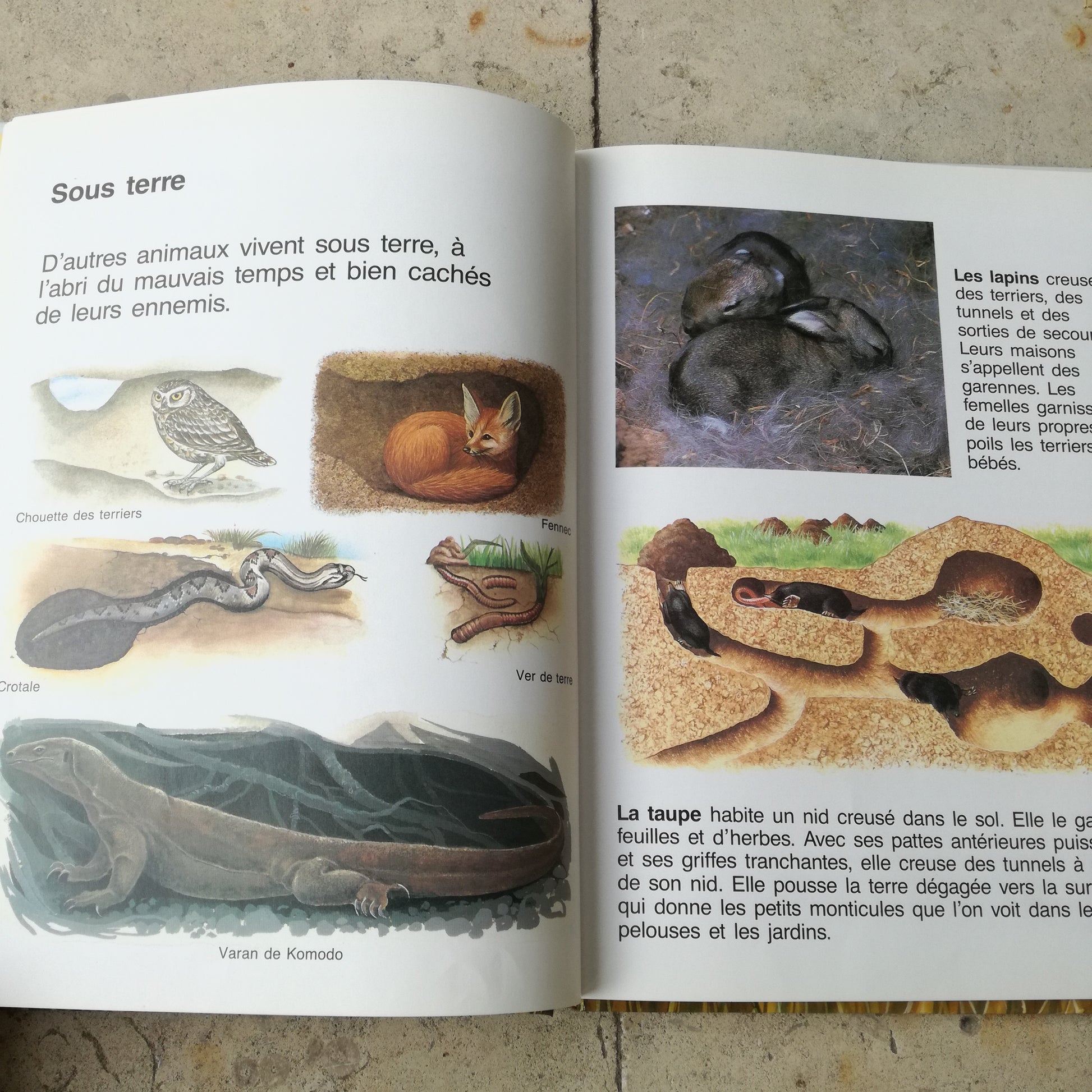 Livre jeunesse Le monde animal Hemma