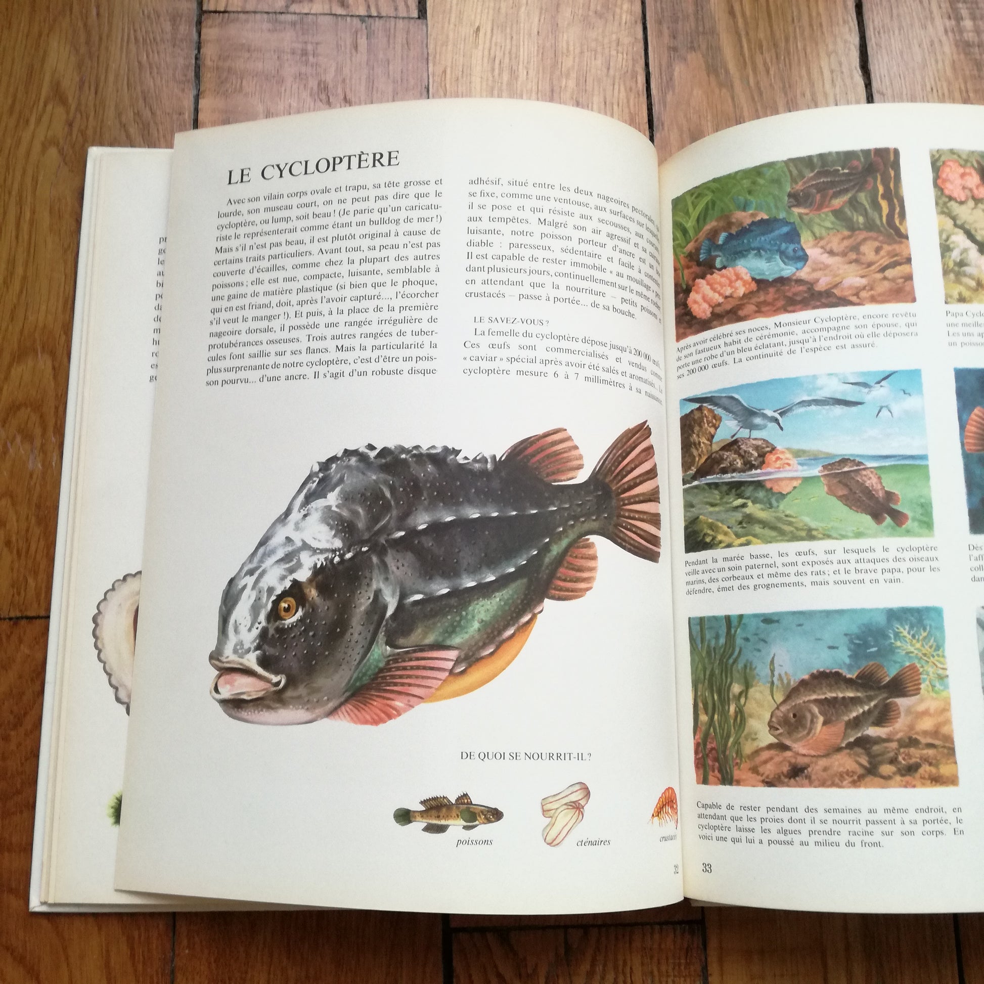 Livre jeunesse La vie privée des animaux Hachette