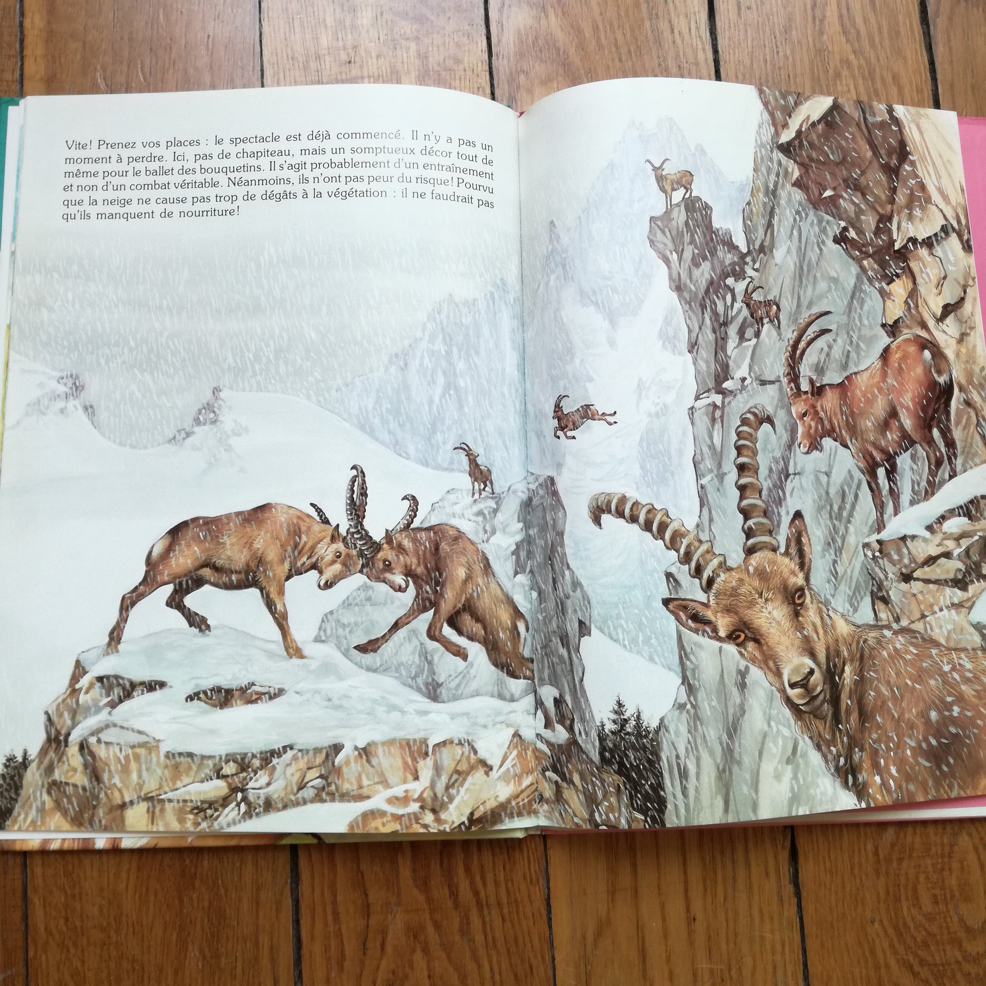 Livre jeunesse La ronde des animaux Hemma