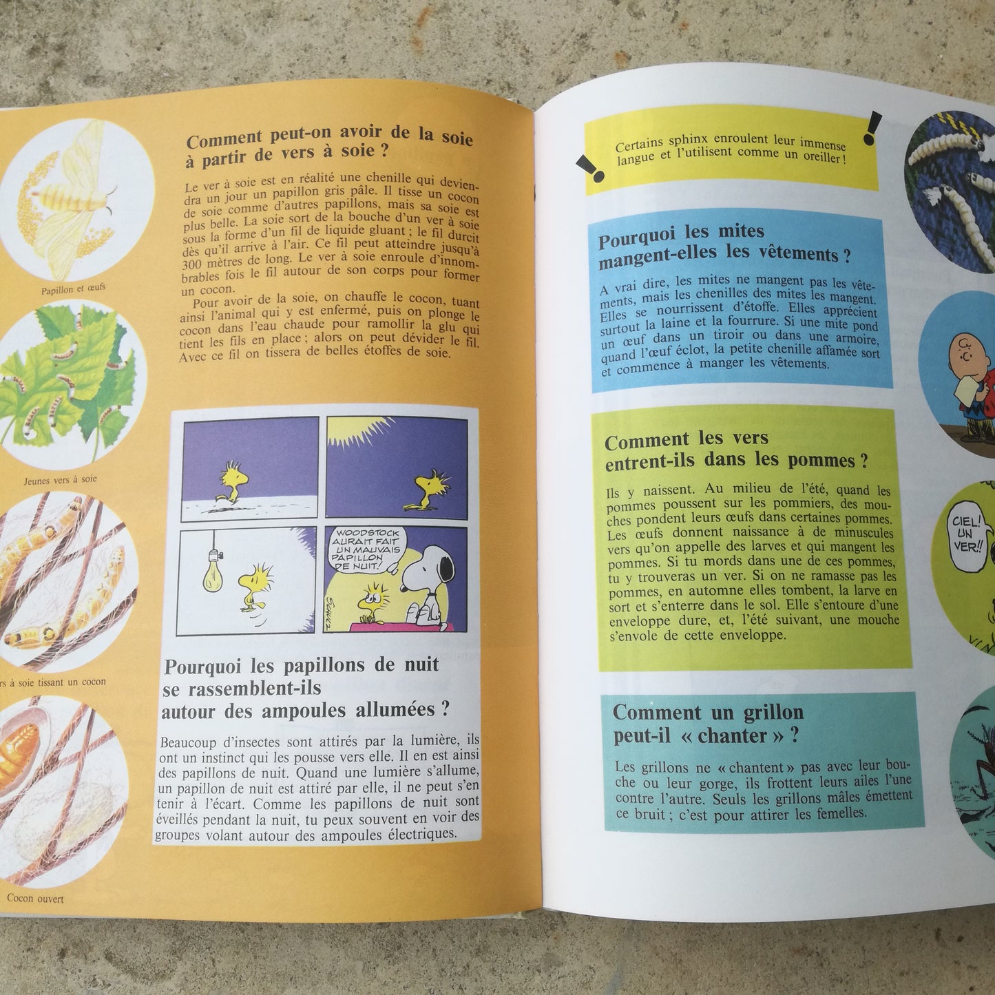 Livre jeunesse Charlie Brown Dargaud