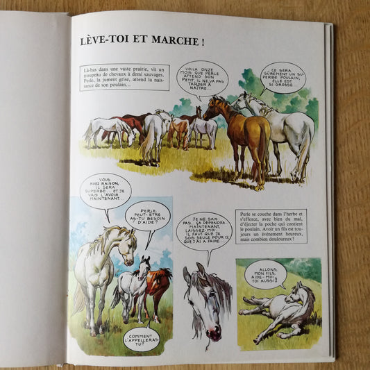 Livre jeunesse Les animaux en famille 