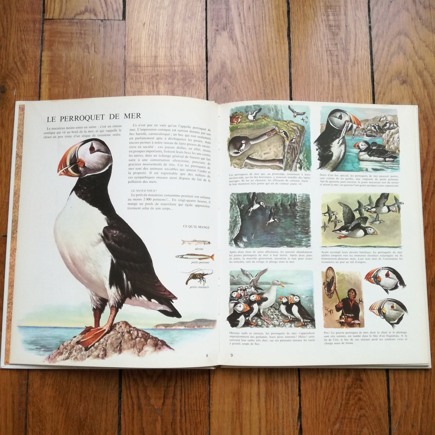 Livre jeunesse La vie privée des animaux Hachette