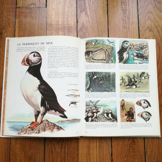 Livre jeunesse La vie privée des animaux Hachette
