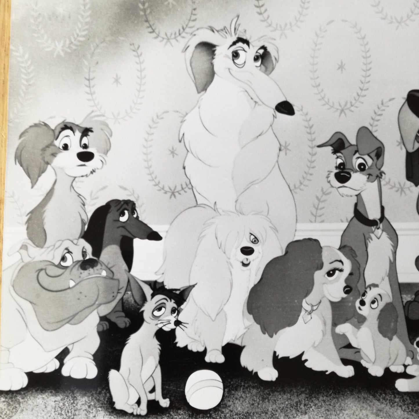 Photographie  Walt Disney